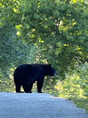 Black Bear sighting