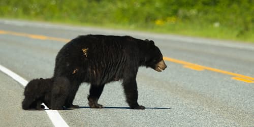 Black Bear sighting