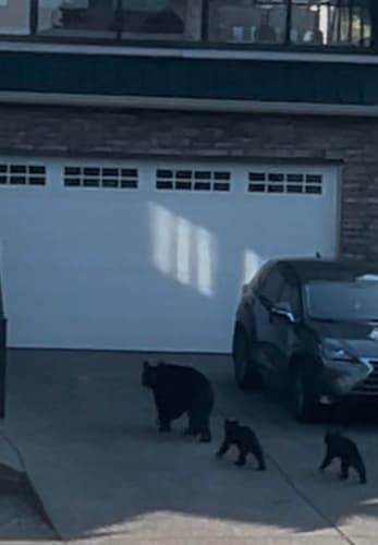 Black Bear sighting