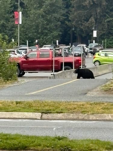 Black Bear sighting