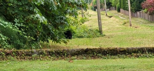 Black Bear sighting