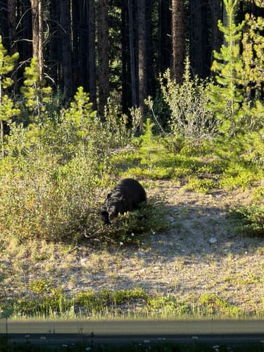 Black Bear sighting