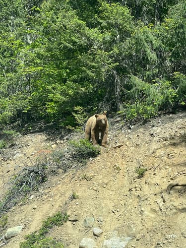 Black Bear sighting